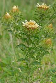 Attēlu rezultāti vaicājumam “Carlina vulgaris flower”