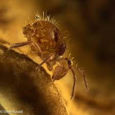 Attēlu rezultāti vaicājumam “Symphypleona”