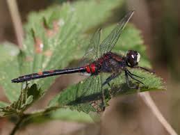Attēlu rezultāti vaicājumam “Leucorrhinia”