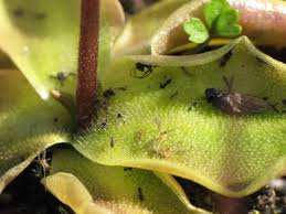 Attēlu rezultāti vaicājumam “Pinguicula vulgaris leaf”