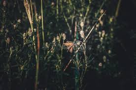 Attēlu rezultāti vaicājumam “Carterocephalus silvicolus underside”