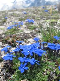 Attēlu rezultāti vaicājumam “Gentianaceae”