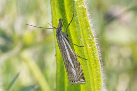 Attēlu rezultāti vaicājumam “Crambus hamella”