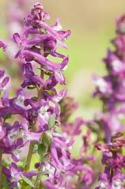 Attēlu rezultāti vaicājumam “Corydalis cava flower”
