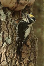 Attēlu rezultāti vaicājumam “Picoides tridactylus adult”