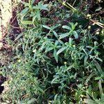 Attēlu rezultāti vaicājumam “Symphyotrichum x salignum flower”