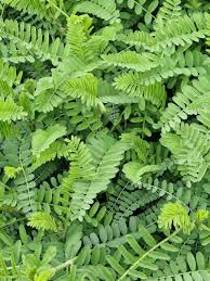 Attēlu rezultāti vaicājumam “Astragalus danicus leaf”