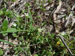 Attēlu rezultāti vaicājumam “Cerastium semidecandrum leaf”