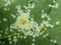 Attēlu rezultāti vaicājumam “Sawadaea tulasnei”