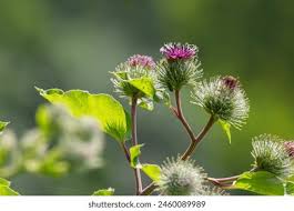 Attēlu rezultāti vaicājumam “Arctium tomentosum flower”