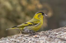 Attēlu rezultāti vaicājumam “Carduelis spinus male”