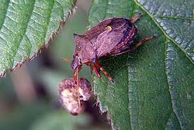 Attēlu rezultāti vaicājumam “Picromerus bidens”