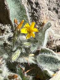 Attēlu rezultāti vaicājumam “Hieracium”