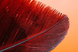 Attēlu rezultāti vaicājumam “macro”