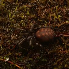 Attēlu rezultāti vaicājumam “Belbodamaeus sp.”