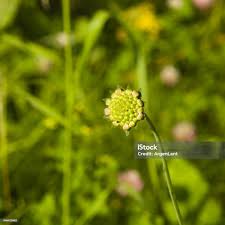 Attēlu rezultāti vaicājumam “Knautia arvensis bud”