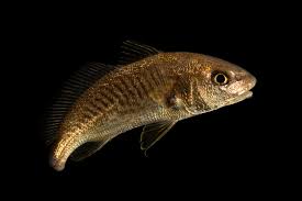 Image result for Micropogonias undulatus