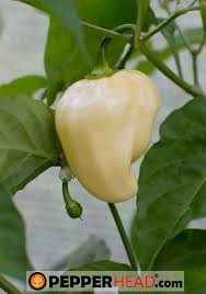 Afbeeldingsresultaat voor white habanero hot pepper