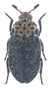 Attēlu rezultāti vaicājumam “Dermestes murinus”