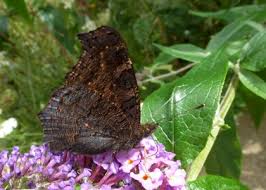 Attēlu rezultāti vaicājumam “Inachis io upperside”