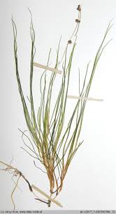 Attēlu rezultāti vaicājumam “Stuckenia filiformis”