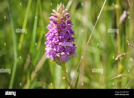 Attēlu rezultāti vaicājumam “Dactylorhiza majalis subsp. baltica leaf”