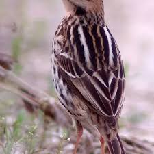 Image result for Anthus gustavi