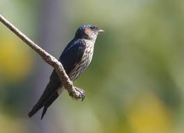 Image result for Cecropis daurica