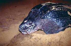 Image result for Dermochelys coriacea