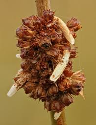 Attēlu rezultāti vaicājumam “Coleophora alticolella”