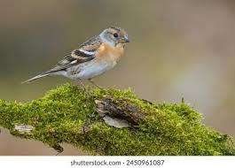 Attēlu rezultāti vaicājumam “Fringilla montifringilla female”