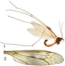 Attēlu rezultāti vaicājumam “Tipulidae male”