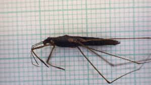 Attēlu rezultāti vaicājumam “Limnoporus rufoscutellatus”