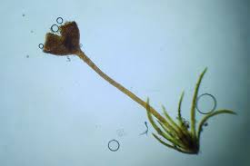 Attēlu rezultāti vaicājumam “Seligeria donniana”