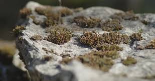 Attēlu rezultāti vaicājumam “Orthotrichum diaphanum”