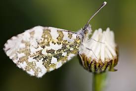 Attēlu rezultāti vaicājumam “Anthocharis cardamines underside”