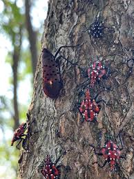 Attēlu rezultāti vaicājumam “Lycogala asperum”