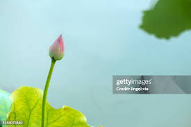 Attēlu rezultāti vaicājumam “Lotus sp. bud”