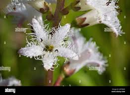 Attēlu rezultāti vaicājumam “Menyanthes trifoliata flower”