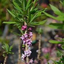 Attēlu rezultāti vaicājumam “Daphne mezereum leaf”