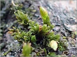 Attēlu rezultāti vaicājumam “Orthotrichum pumilum”