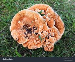 Attēlu rezultāti vaicājumam “Hydnellum aurantiacum”