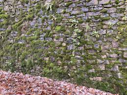 Attēlu rezultāti vaicājumam “Fissidens adianthoides”