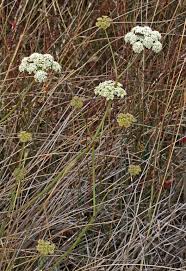 Attēlu rezultāti vaicājumam “Claustria didermoides stalked”