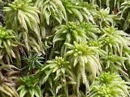 Attēlu rezultāti vaicājumam “Sphagnum riparium”