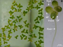 Attēlu rezultāti vaicājumam “Lemna minor”