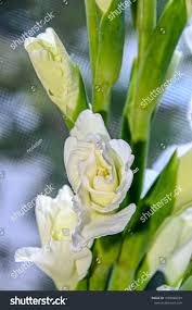 Attēlu rezultāti vaicājumam “Gladiolus imbricatus flower”