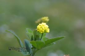 Attēlu rezultāti vaicājumam “Medicago lupulina bud”