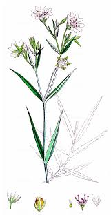 Attēlu rezultāti vaicājumam “Stellaria holostea fruit”