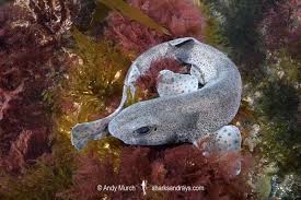 Image result for Scyliorhinus canicula